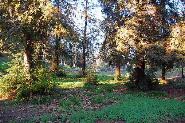 Pierce college forest and ponds