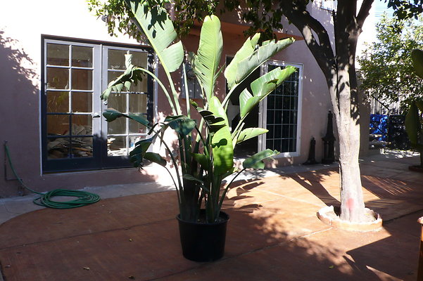 Yard 003